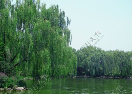 济南大明湖畔图片