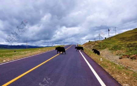 318国道川藏线牦牛公路摄影图片