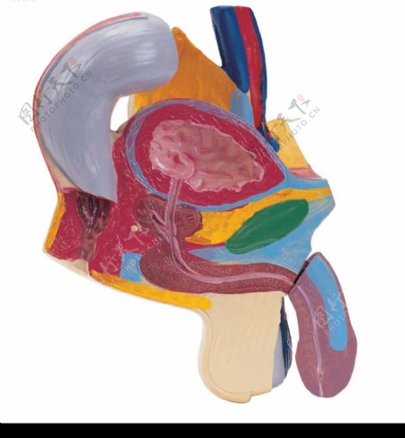 器官模型图片