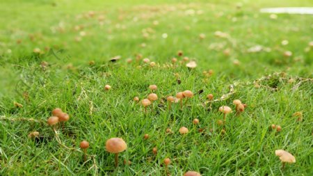 草坪蘑菇图片