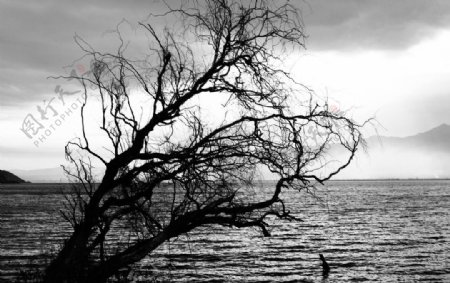 湖边枯树图片