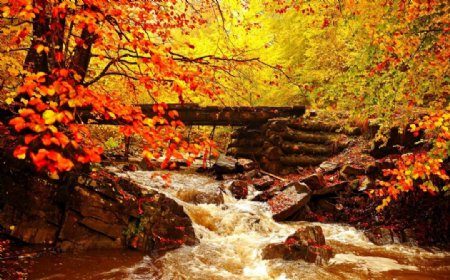 秋天小溪图片