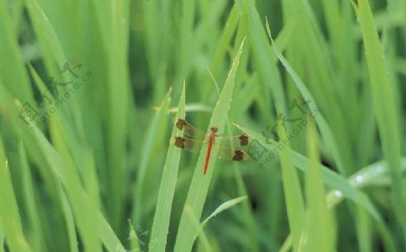 草叶上的蜻蜓图片