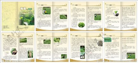 梅菜的无公害栽培技术简明手册图片