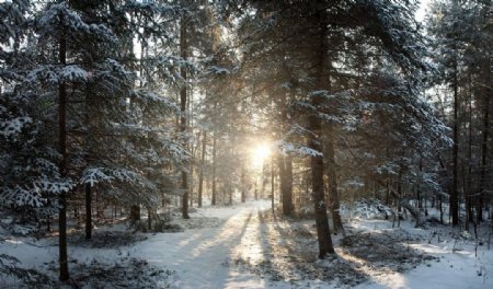 日出阳光冬季森林高清摄影图图片