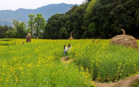 江岭梯田油菜花图片