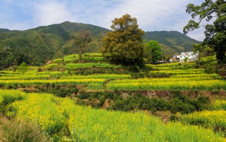 江岭梯田油菜花图片