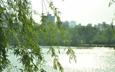 湖边的柳树图片