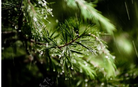 清新雨景图片