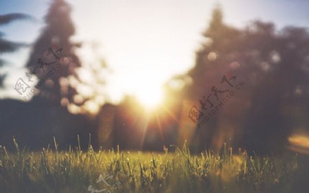 阳光下带水珠的草丛图片