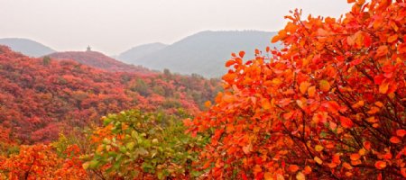 秋天高山非高清图片