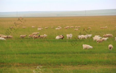 内蒙大草原绵羊成群图片