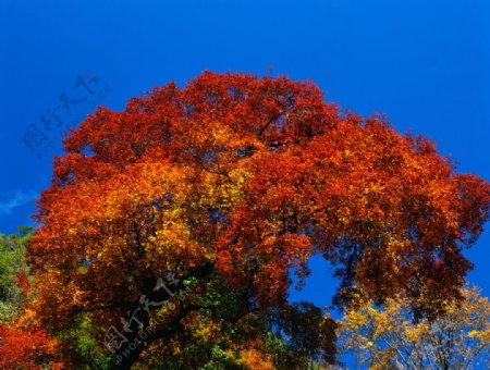 秋天中树的景色图片