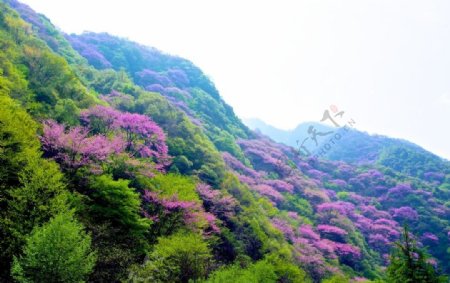 太平森林公园紫荆花图片