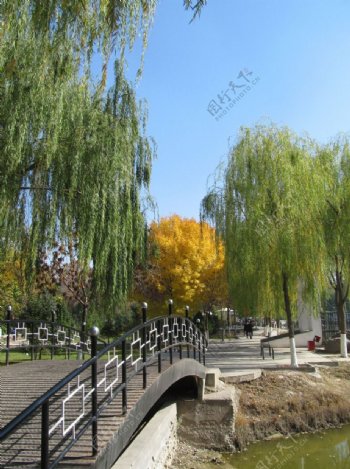 秋天绿树黄叶图片