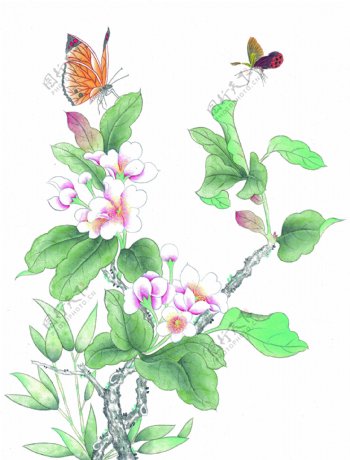 工笔花卉蝴蝶图片