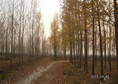 树林之秋图片