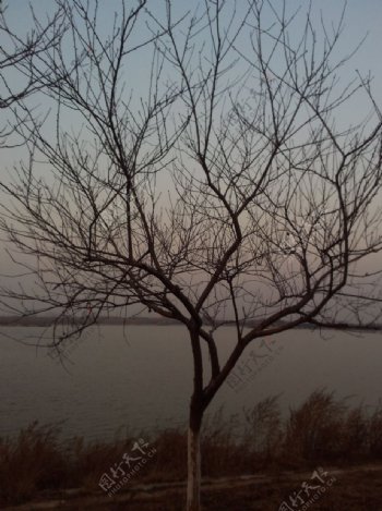 冬湖小树图片