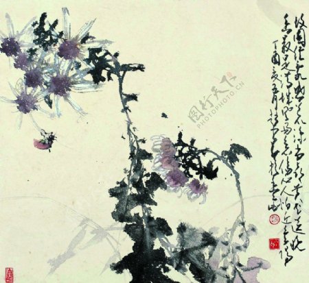 秋菊图图片