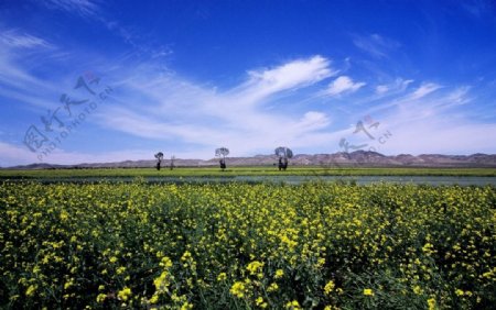 油菜花图片