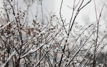 雪景图片