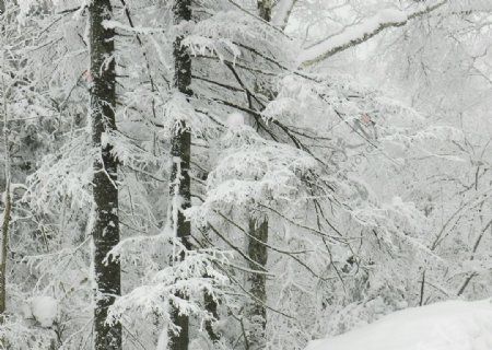 大雪压青松图片