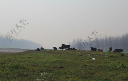清晨等待日出的牛群图片
