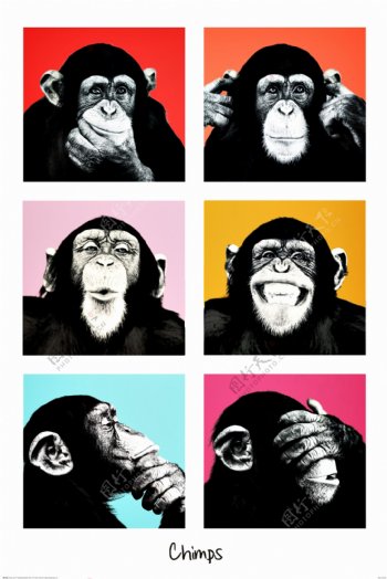 大猩猩海报挂画餐厅装饰画图片
