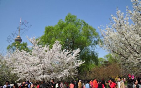 玉渊潭风景图片