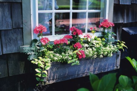 阳台花卉种植图片
