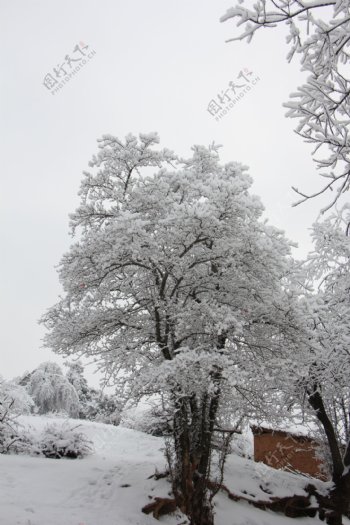 雪景图片