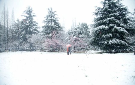 雪景图片