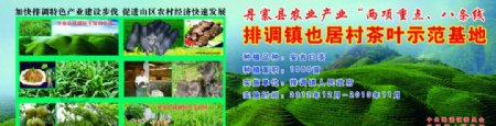 茶叶示范基地生态农业产业图片