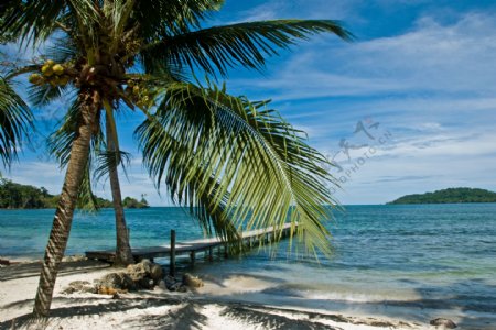 椰子树海边图片