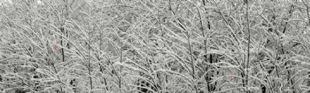 冬日银树图片