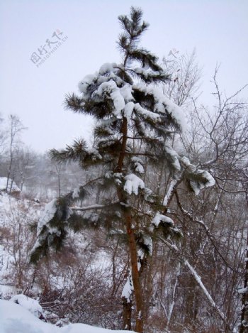 冬天的松树图片