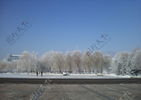 树挂冬季图片