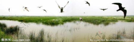 白鹭湿地图片