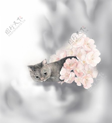 樱花猫图片