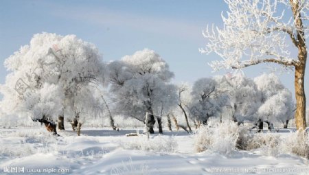 冬日风景图片