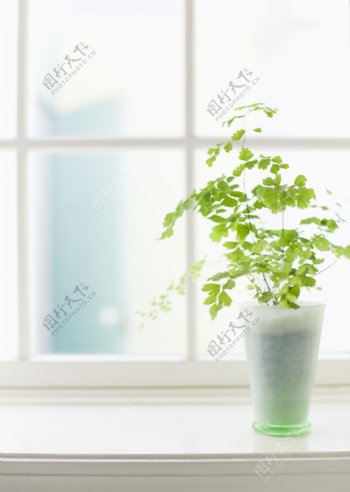 窗台花瓶图片