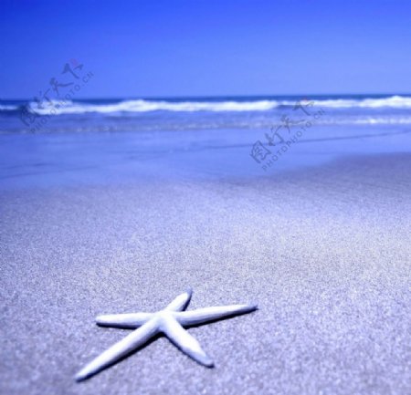海滩海星图片