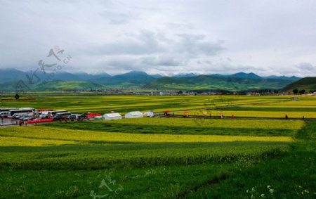 门源油菜花图片