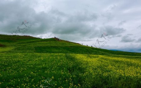 门源油菜花图片