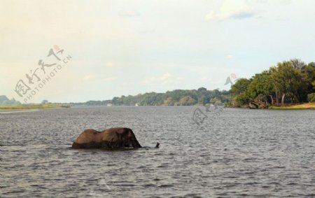 大象渡河图片
