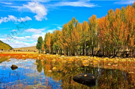 池塘与白杨树林风景图片
