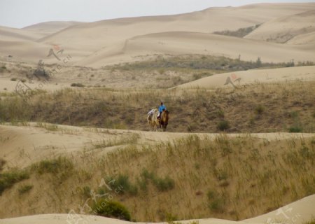 沙漠的远行的骆驼图片