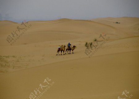 沙漠中远行的驼队图片