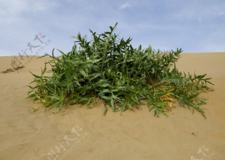 沙芥绿色植物图片