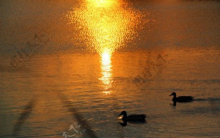 落日下的野鸭图片